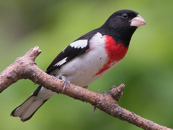 Rose Breasted Grosbeak on Apple Blossom