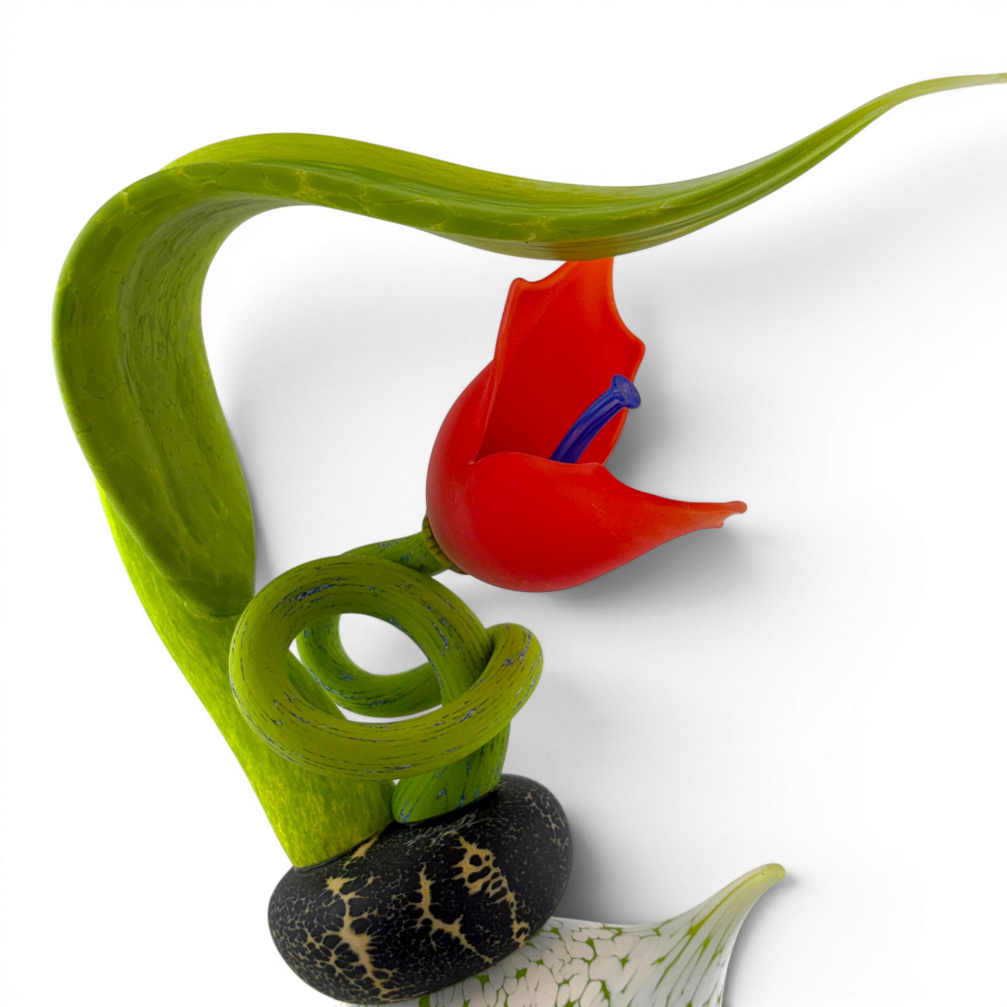 Nolan Prohaska - Scarlet Snapdragon
