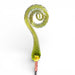 Handcrafted glass fiddlehead fern in light green spring color
