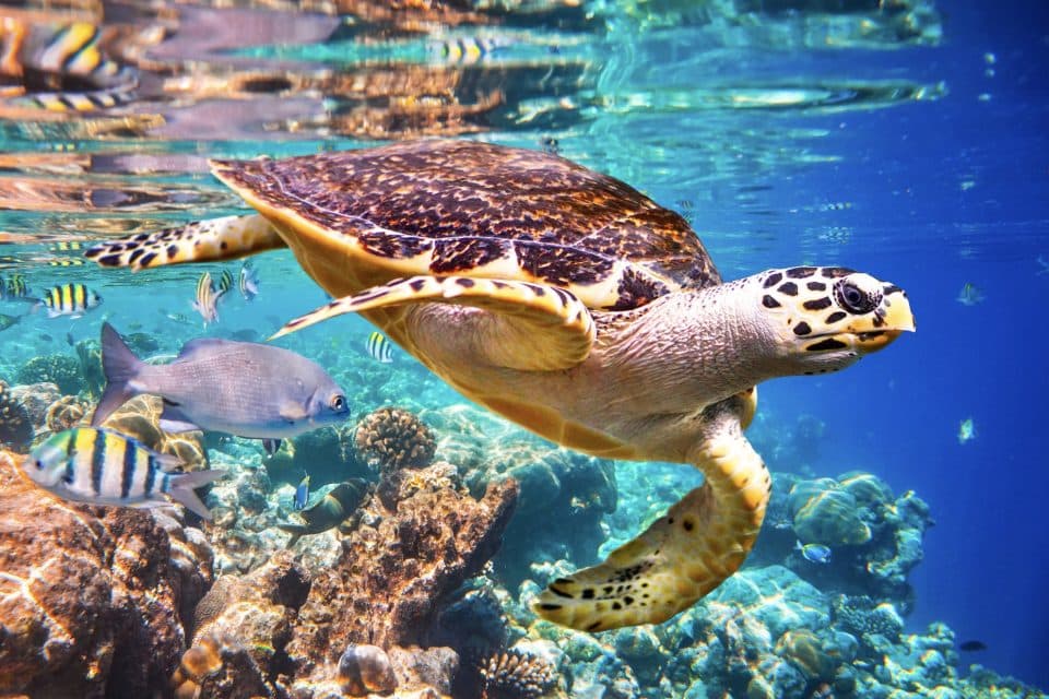 Sea Turtle with Coral