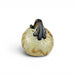 A small decorative pumpkin with a marbled cream and tan body and a dark brown to black stem.