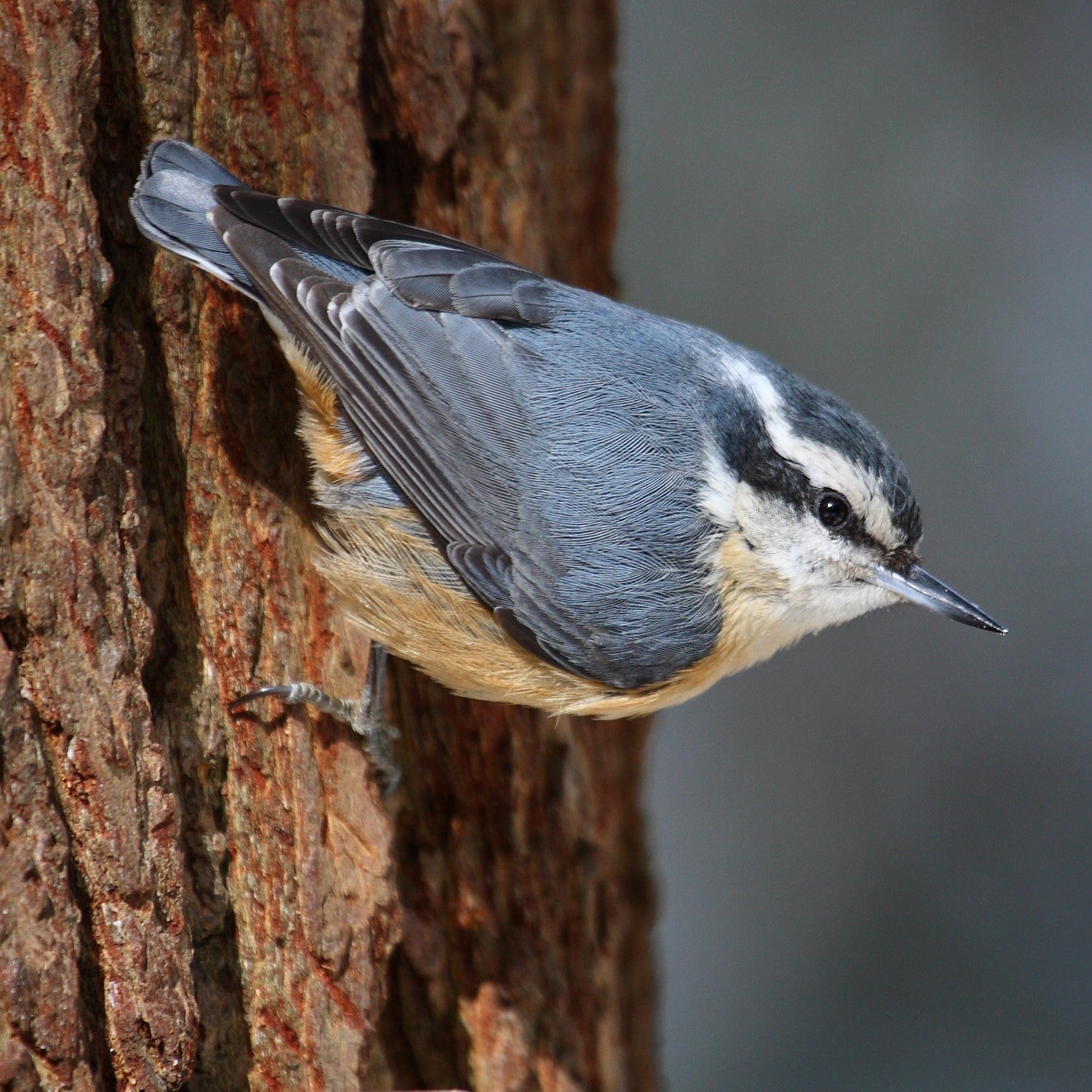 Red Breasted Nuthatch with Pine