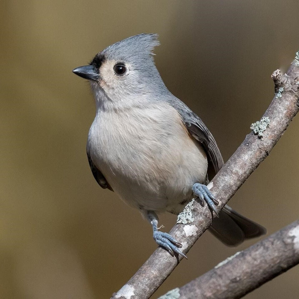 Tufted Titmouse Pair on Pine